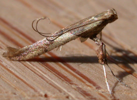 Box-elder Leafblotch Miner 